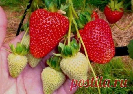 Ремонтантная клубника, чем лучше!