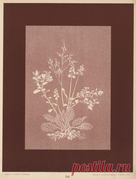 Книга - "Вышивка ( 1905 г)".
