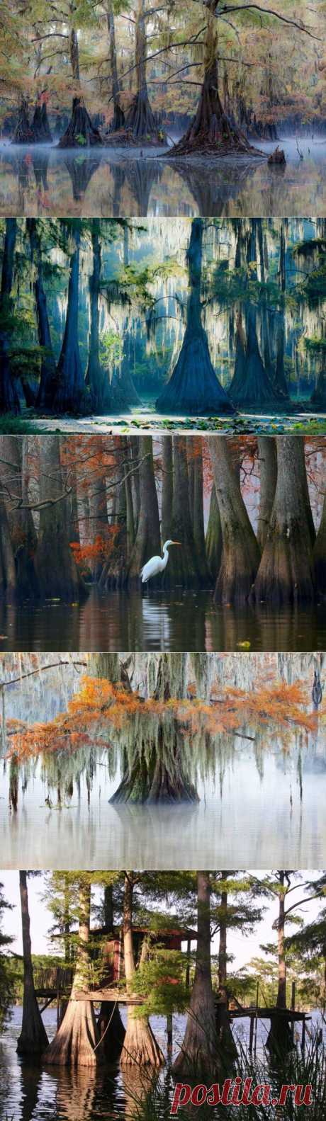 (+1) тема - Фантастические кипарисы озера Каддо | Непутевые заметки