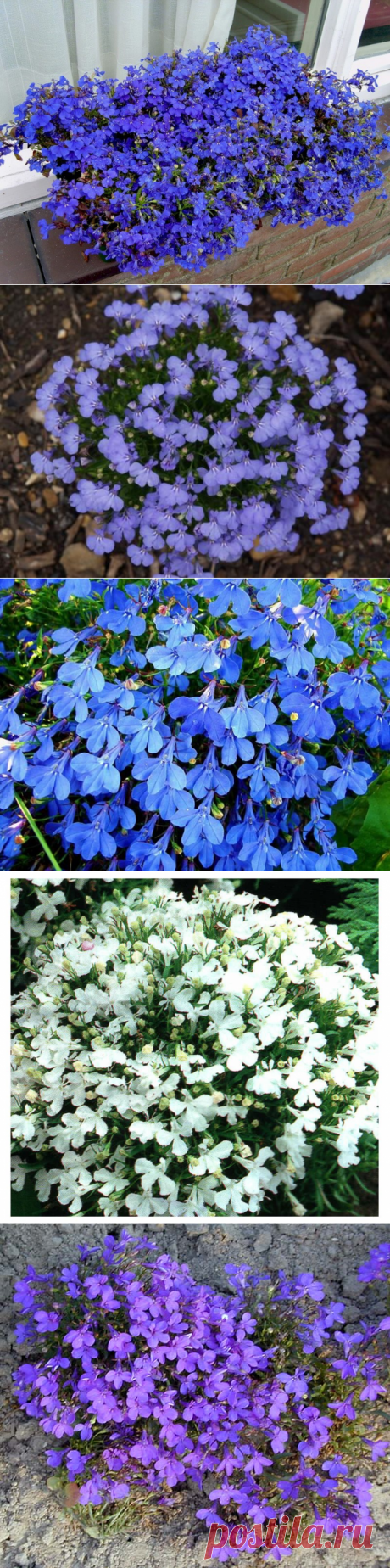 Лобелия - описание, размножение, уход, посадка, фото, применение в саду, сорта и виды
