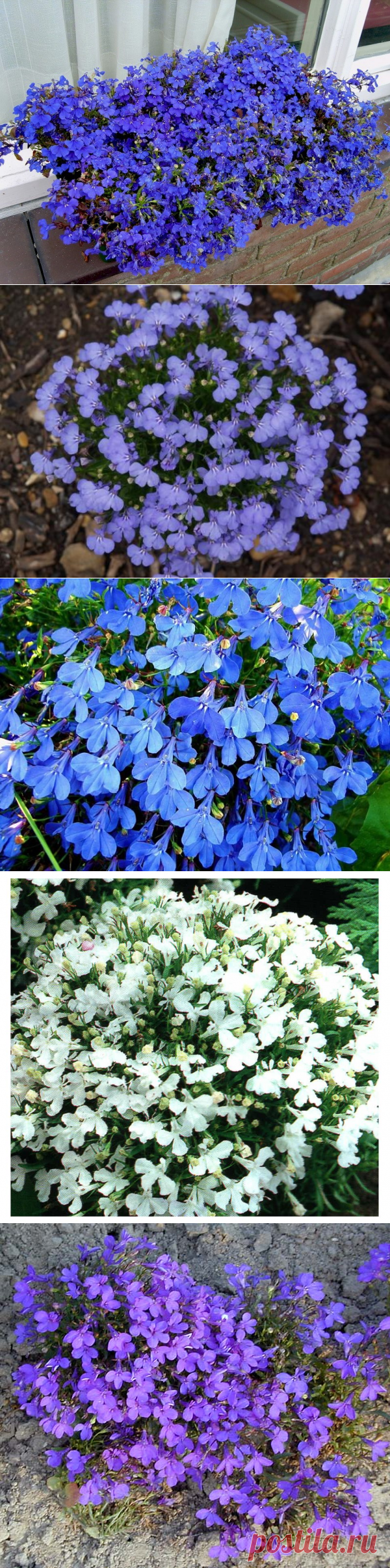 Лобелия - описание, размножение, уход, посадка, фото, применение в саду, сорта и виды