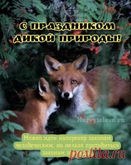 Всемирный день природы дикой —
Прекрасный повод нам, друзья.
Почтить своим вниманием воды,
Поляны, тихие лиса.
