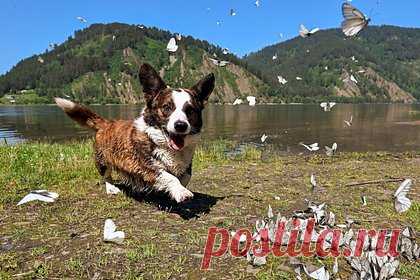 Кинолог указал на связанную с собакой загадочную деталь в деле пропажи семьи Усольцевых