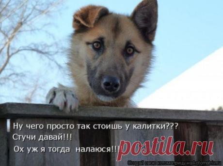 котоматрица: 155 тыс изображений найдено в Яндекс.Картинках