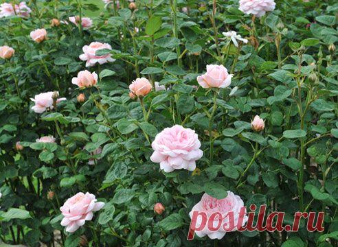 Розы Остина: интервью с Майклом Мэрриоттом | Самоцветик