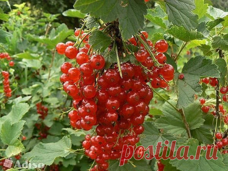 КАК ОБРАБАТЫВАТЬ КУСТЫ МАЛИНЫ И СМОРОДИНЫ