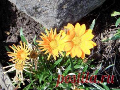 Цветы гацания, выращивание из семян, посадка и уход