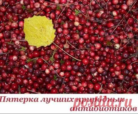 Лучшие природные антибиотики

1. Хрен
Корень хрена содержит горчичное масло и энзим. При растирании корня оба вещества объединяются под воздействием кислорода и образуют аллиловое горчичное масло.
Это и есть сильный природный антибиотик, который борется с бактериями полости рта, носа, глотки.
Показать полностью...