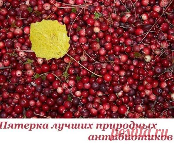 Лучшие природные антибиотики

1. Хрен
Корень хрена содержит горчичное масло и энзим. При растирании корня оба вещества объединяются под воздействием кислорода и образуют аллиловое горчичное масло.
Это и есть сильный природный антибиотик, который борется с бактериями полости рта, носа, глотки.
Показать полностью...