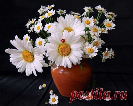 (19) Одноклассники