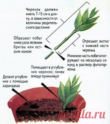 Размножение зелеными черенками
Размножение пород без участия семян различными вегетативными органами материнского растения или их частями называется вегетативным. Существуют следующие способы вегетативного размножения древесных растений: черенками, отводками, корневыми отпрысками, делением кустов и прививкой.
Вегетативное размножение имеет большие преимущества по сравнению с семенным. С помощью вегетативного размножения можно выращивать растения, размножение которых сем...