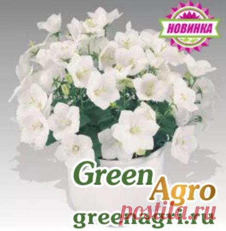Купить Колокольчик карпатский Перл Вайт 250драже, Benary, в Пензе и с доставкой по России, Цена Колокольчик карпатский Перл Вайт 250драже, Отзывы покупателей, регламент применения, интернет магазин Грин Агро greenagri.ru