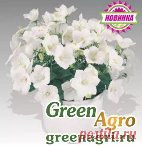 Купить Колокольчик карпатский Перл Вайт 250драже, Benary, в Пензе и с доставкой по России, Цена Колокольчик карпатский Перл Вайт 250драже, Отзывы покупателей, регламент применения, интернет магазин Грин Агро greenagri.ru