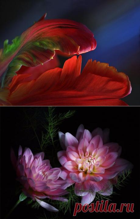 Волшебно - загадочные цветы на чёрном фоне (фотограф Елена Ерёмина)