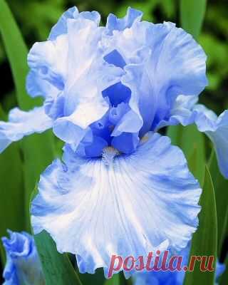 Iris 'Elizabeth of England'  |  Pinterest • Всемирный каталог идей
