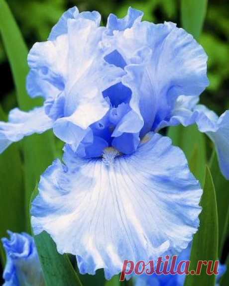Iris 'Elizabeth of England'  |  Pinterest • Всемирный каталог идей