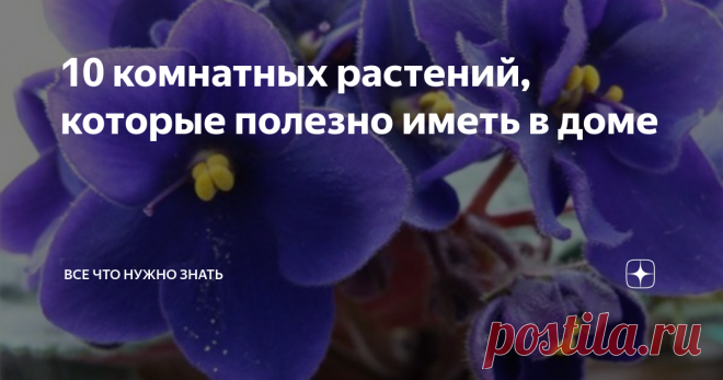 10 комнатных растений, которые полезно иметь в доме Комнатные цветы добавляют в нашу жизнь краски, создают настроение и домашний уют.  Они могут приносить огромную пользу их владельцам. Поэтому выбирать их нужно правильно, так как определенные виды не просто оживляют комнату, но и улучшают самочувствие, согревают в холода и просто радуют глаз.
Полезные свойства домашних растений
Вот основные из них:
В плохо проветриваемых комнатах скапливается