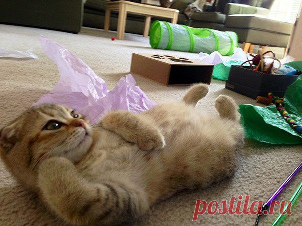 Животные, которые очень любят позировать / Питомцы