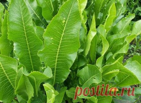 Листья этого растения способны вытянуть все ненужные соли из организма!