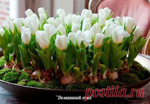 ПОСАДКА ТЮЛЬПАНОВ, НАРЦИССОВ, ГИАЦИНТОВ ОСЕНЬЮ