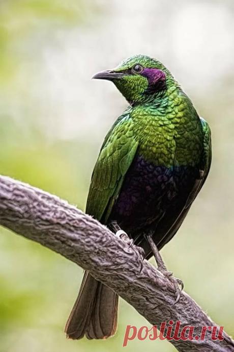 Emerald Starling Starling (Sturnidae) Pretty birds, Wild birds, Bird wings в Яндекс.Коллекциях