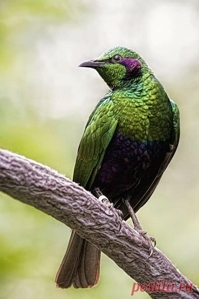 Emerald Starling Starling (Sturnidae) Pretty birds, Wild birds, Bird wings в Яндекс.Коллекциях