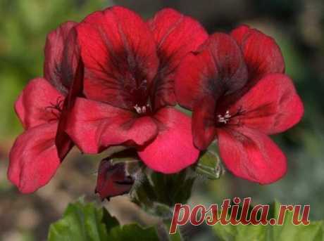 Цветы что дети уход любят, комнатные растения