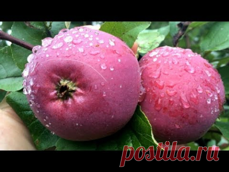 Секреты подкормки плодовых деревьев для здорового урожая