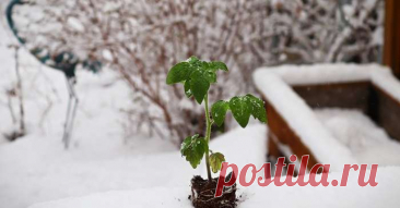 Как восстановить утраченную рассаду после майской «зимы»: советы для дачников