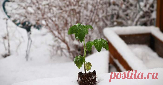 Как восстановить утраченную рассаду после майской «зимы»: советы для дачников