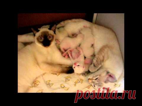 Улётное видео! У котят появился УСАТЫЙ НЯНЬ! -  Funny Cats  - - YouTube
