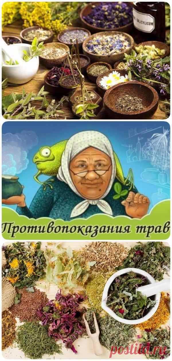 Важно знать. Противопоказания трав — Бабушкины секреты