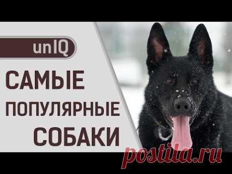 САМЫЕ ПОПУЛЯРНЫЕ ПОРОДЫ СОБАК В МИРЕ