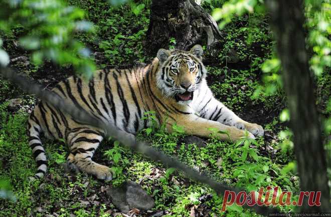Снег, на солнце, прогреваясь, тает раннею весной.
Тигр, сквозь чащу пробираясь, по тропе идет лесной.
Ручеек журчит забавный. На воде от лап круги,
Он хозяин полноправный вековой глухой тайги.
Здесь места его родные: реки, сопки и леса.
Где просторы голубые распростерли небеса.
Край Амурский, край таежный, а для тигра — благодать.
Лес густой, как щит надежный, до еды рукой подать!
Дичи много погибает, невозможно без потерь.
Ведь ее подстерегает полосатый, грозный зверь!
