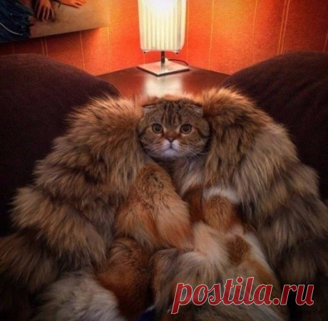 Намурлыкала