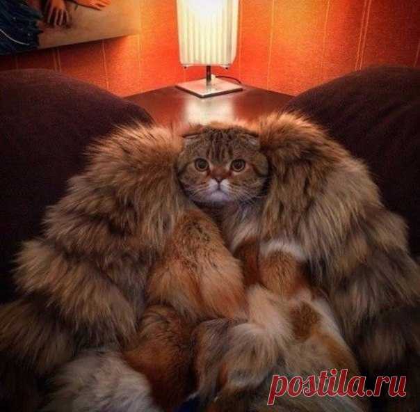 Намурлыкала
