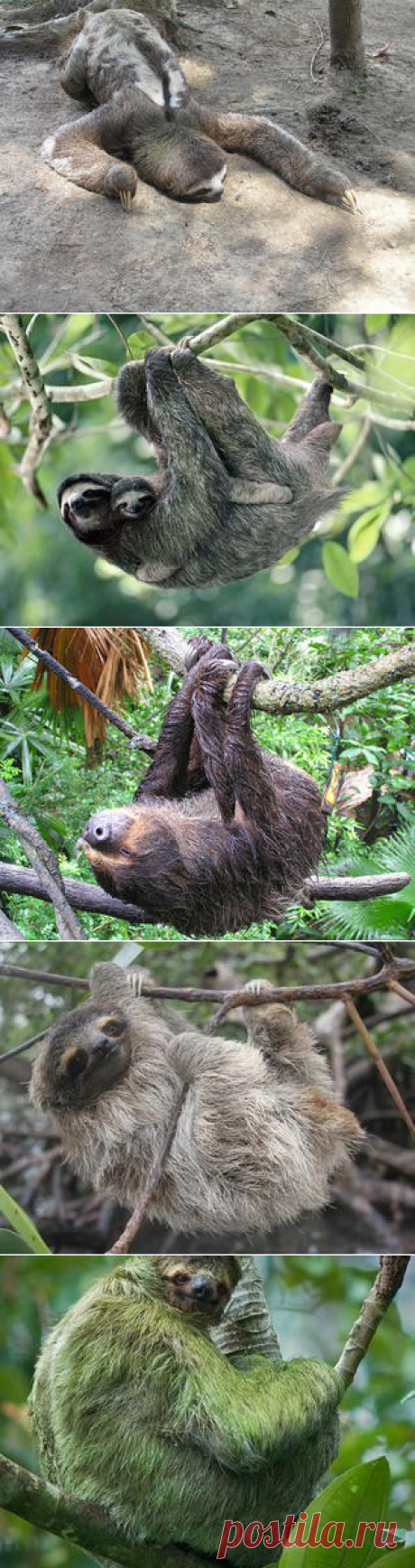 Смотреть изображения ленивцев | Зооляндия
