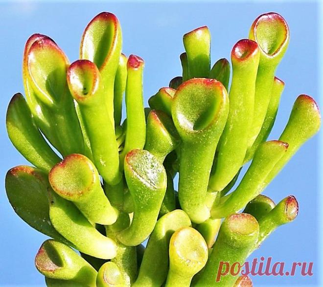 Orelha de Shrek - Suculenta Nome científico: Crassula Ovata Gollum Embora possa ficar bem ao sol, com um bonito contorno vermelho em cada ponta de folha, tendem a ficar enrugadas e sem brilho, por isso aconselha-se que seja cultivada a meia-sombra. É um bonito exemplar de suculenta, muito curiosa pelo formato das folhas, que antes de serem apelidadas como 