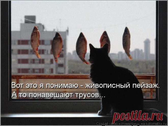 Котоматрица: Лучшие за декабрь 2012