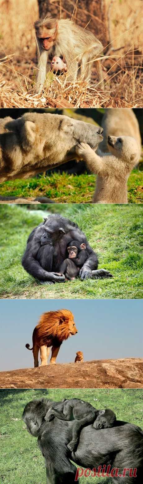 Материнская любовь и забота в животном мире (32 фото)