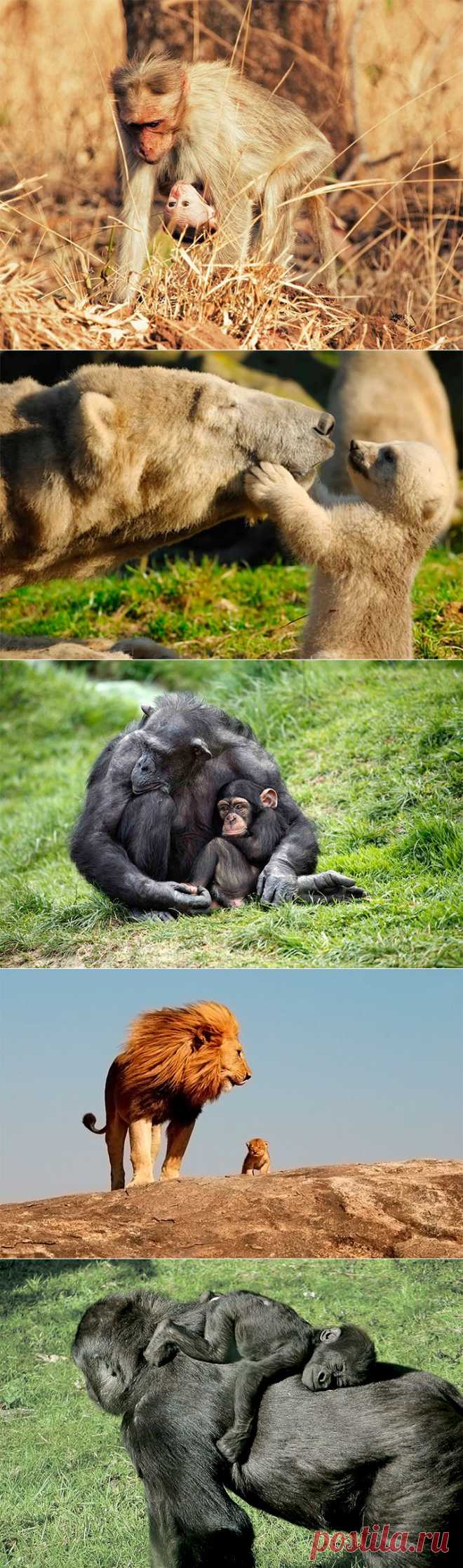 Материнская любовь и забота в животном мире (32 фото)