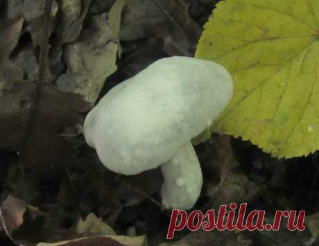 Любовь к трем моховикам | Это грибы! | Яндекс Дзен