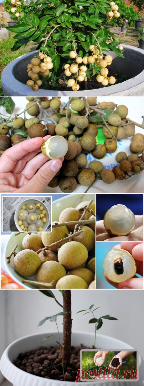 Особенности выращивания экзотического фрукта лонган