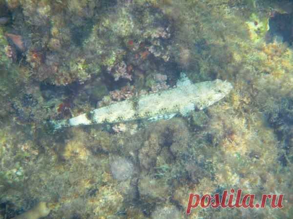 Грациозная заурида - Slender lizardfish - Saurida gracilis - эта рыба-ящерица вырастает до 32 см, питается мелкой рыбой, неподвижно лежит на дне в ожидании добычи, которую настигает резким рывком. Характерные черты - заметные зубы, выпуклые глаза