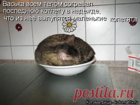 ♥≈Ω≈♥ ஐЛюбовь и нежностьஐ♥≈Ω≈♥ (Kошки)