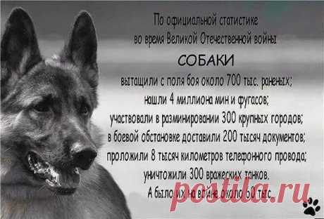 (30) Рассказ дворняги - Мир души, иллюзии и совершенство сознания - 16 ноября - 43640223469 - Медиаплатформа МирТесен