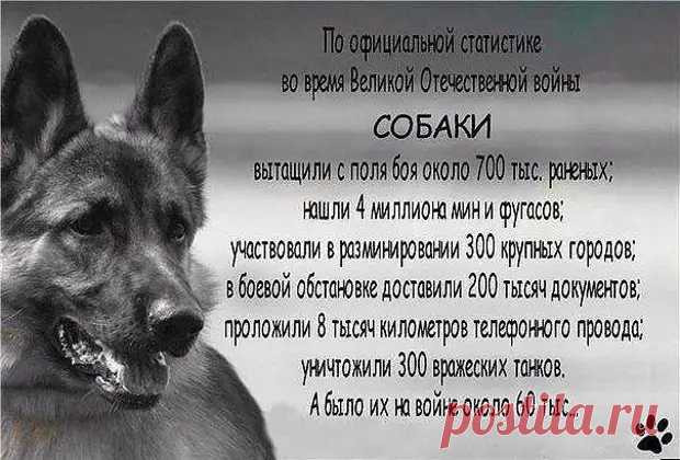 (30) Рассказ дворняги - Мир души, иллюзии и совершенство сознания - 16 ноября - 43640223469 - Медиаплатформа МирТесен