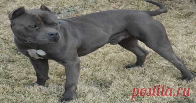 Animals - Animal Rescues and Stories