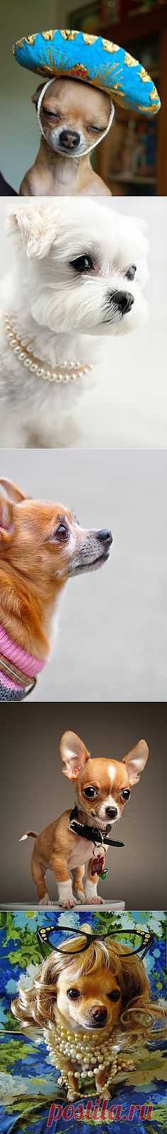 ah dios mio! | Little + Critters
