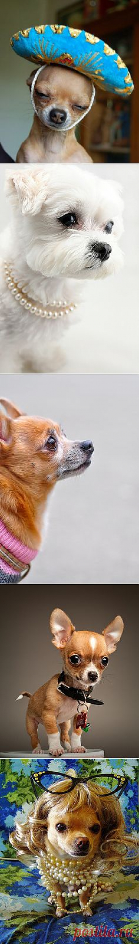 ah dios mio! | Little + Critters